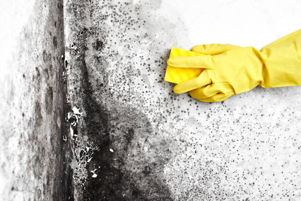 Mold Remediation for Vacation Homes in Vandenberg Village, CA