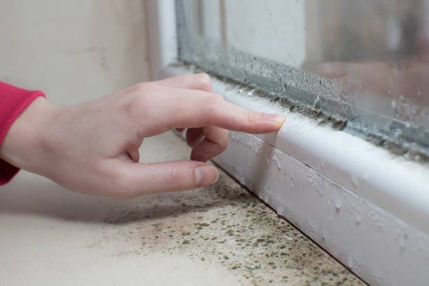 Best Environmental Consulting for Mold Prevention  in Vandenberg Village, CA